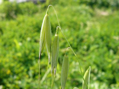はなq カラスムギ イネ科 カラスムギ属 草花や樹木の図鑑