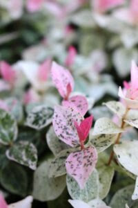 シクラメンと寄せ植えで相性okな花一覧 作り方のコツは