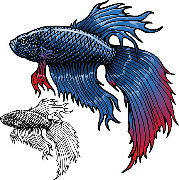 Download Siamese Fighting Fish Clip Art, Vector Images ...