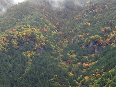 forest111-1.jpg
