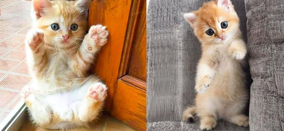 Bebes Chats Mignons Et Droles De Chats Compilation Video N 35 Aww Animals Secrets De Chats