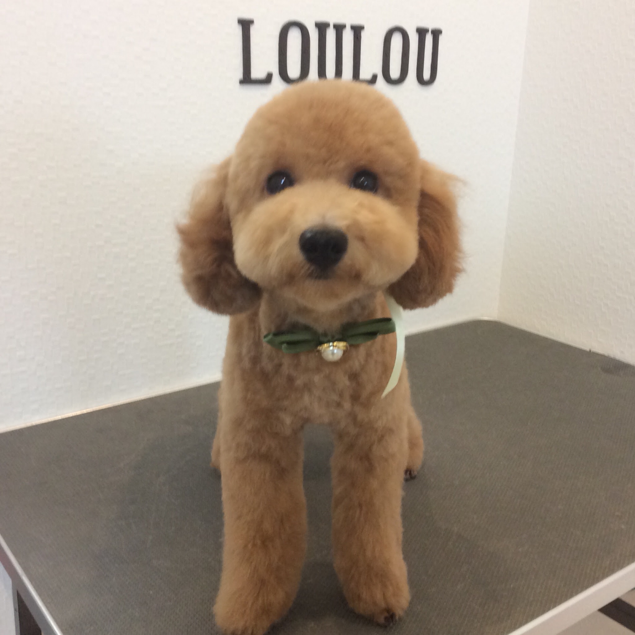 トイプードル チョコちゃん テディベアカット 相模原市緑区東橋本 トリミングサロン Loulou