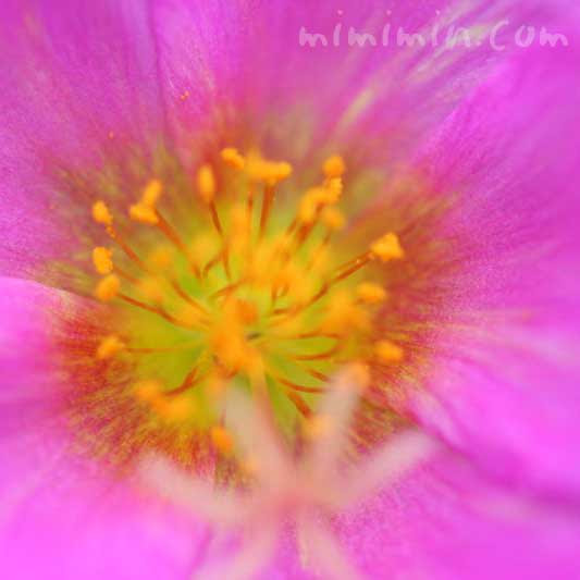 ポーチュラカ ハナスベリヒユ の花言葉 名前の由来 誕生花 みみみんブログ