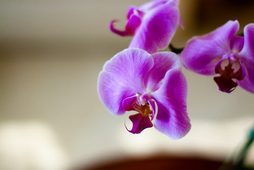 Lilly