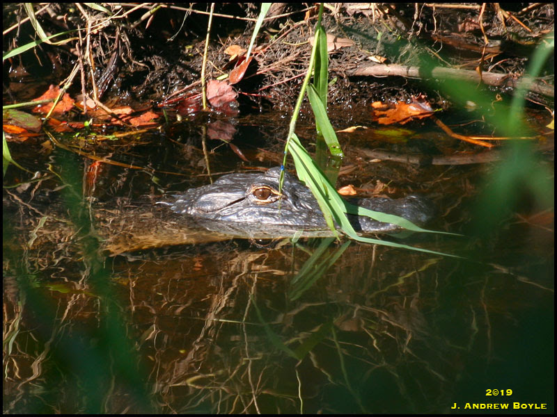 American Alligator