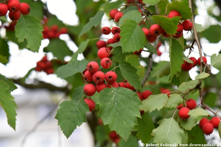 Głóg szkarłatny we wrześniu