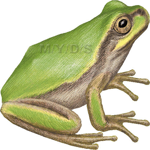 日本雨蛙 ニホン アマガエル カエルのイラスト 条件付フリー素材集