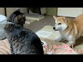 コレクション マムシ 猫 犬 328210-マムシ 猫 犬