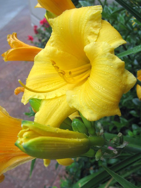 daylily