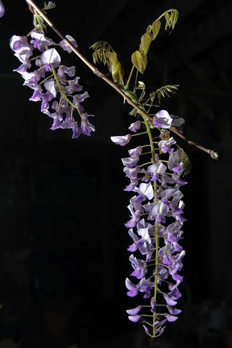 wisteria 2