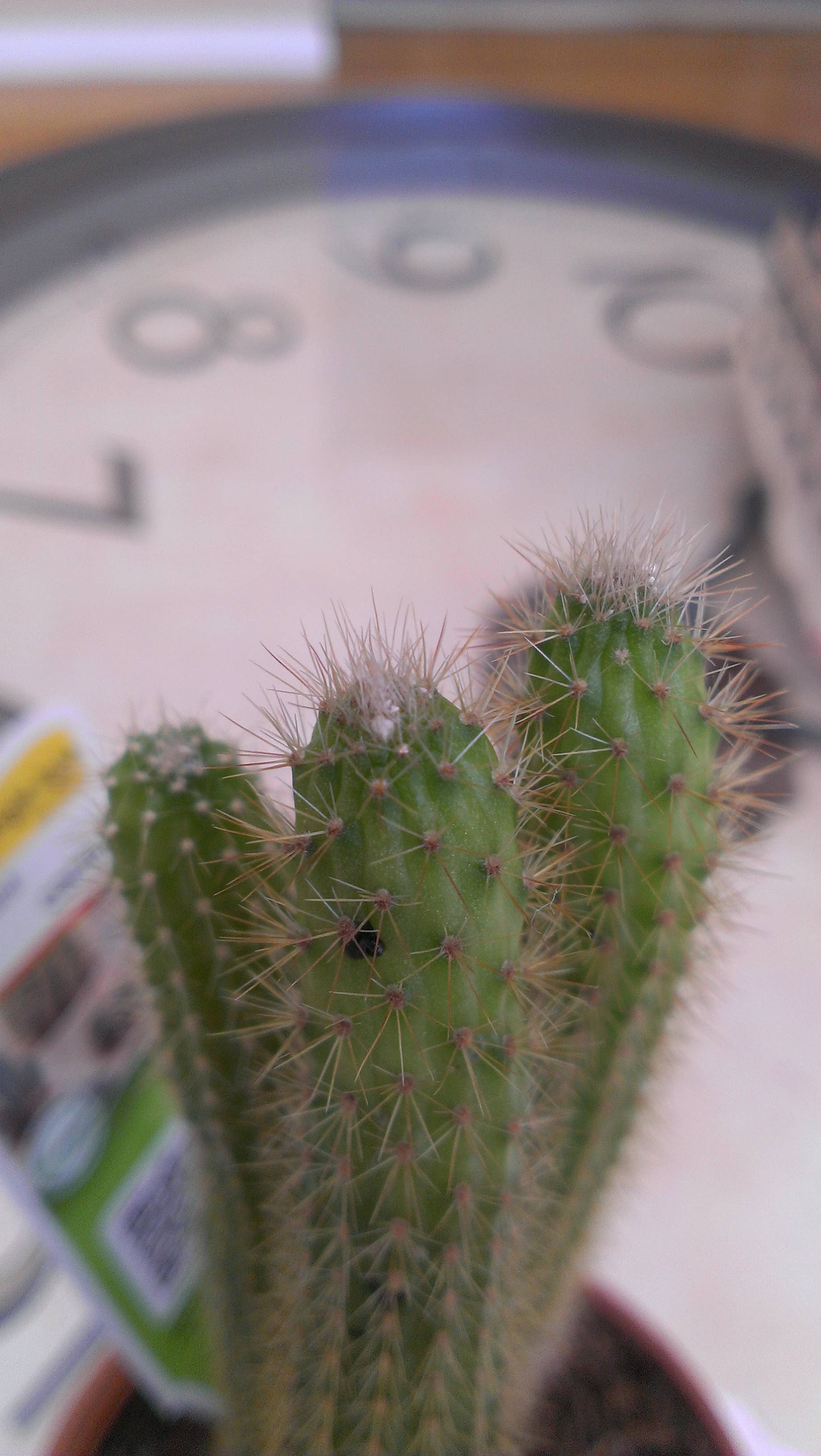 white fuzz - CactiGuide.com