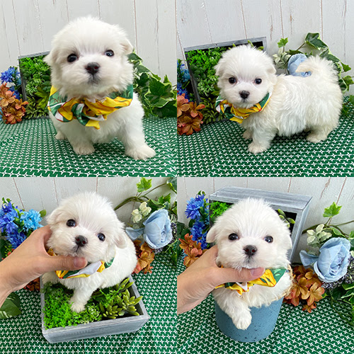 マルチーズ トイプードルの子犬販売 ブリーダー直販 ぱぴぷぺっと東京店