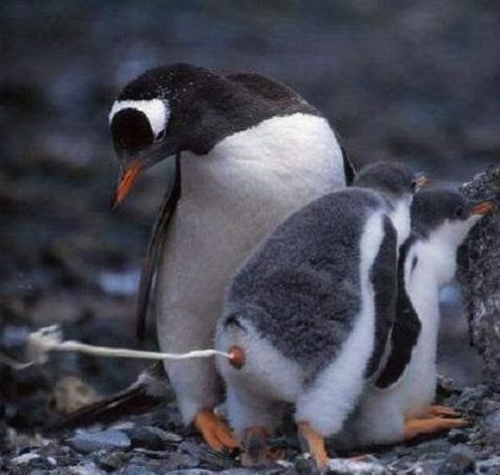 Penguin by Vaporizer