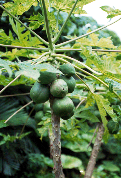 パパイア 英語名 Papaya 学名 Carica Papaya 原産地 南アメリカ 熱帯アメリカ原産で 16世紀にスペイン人に発見されてから広く世界に伝えられた パパイアには固定した品種がなく 果実の形質によって型分けされてきました 全くといってよいほど