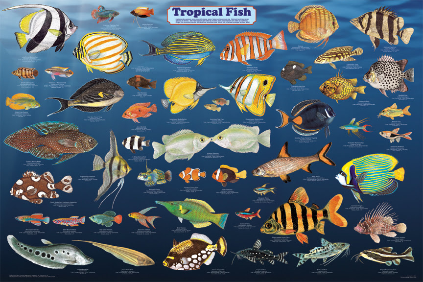 Fish Species Suitable For Aquaponics | Aquaponics Blog