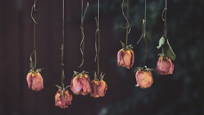 Download Aesthetic Dried Flowers Desktop Wallpaper Pics