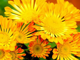 スプレーマムの花言葉 スプレーマムの花言葉と名前の由来