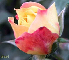 شکوفه رز