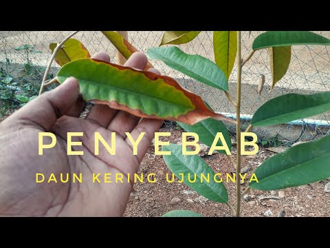 DAUN DURIAN UJUNG KERING BIBIT TANAMAN BUAH DAUN DURIAN UJUNG KERING BIBIT TANAMAN BUAH