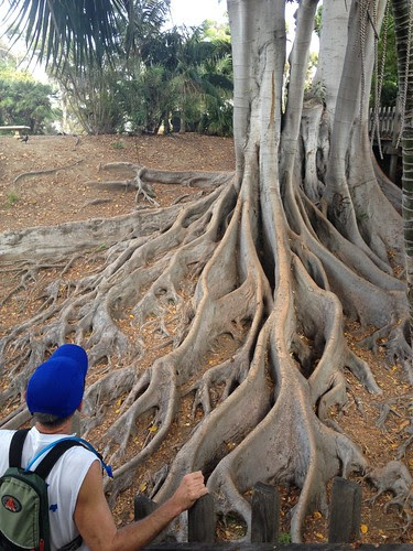 Seen on our run: grand old tree with impressive roots, Balboa Park