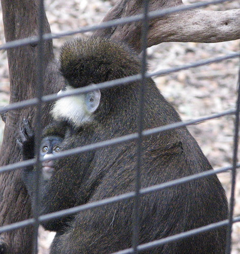 Nagano and Mom, Bongo