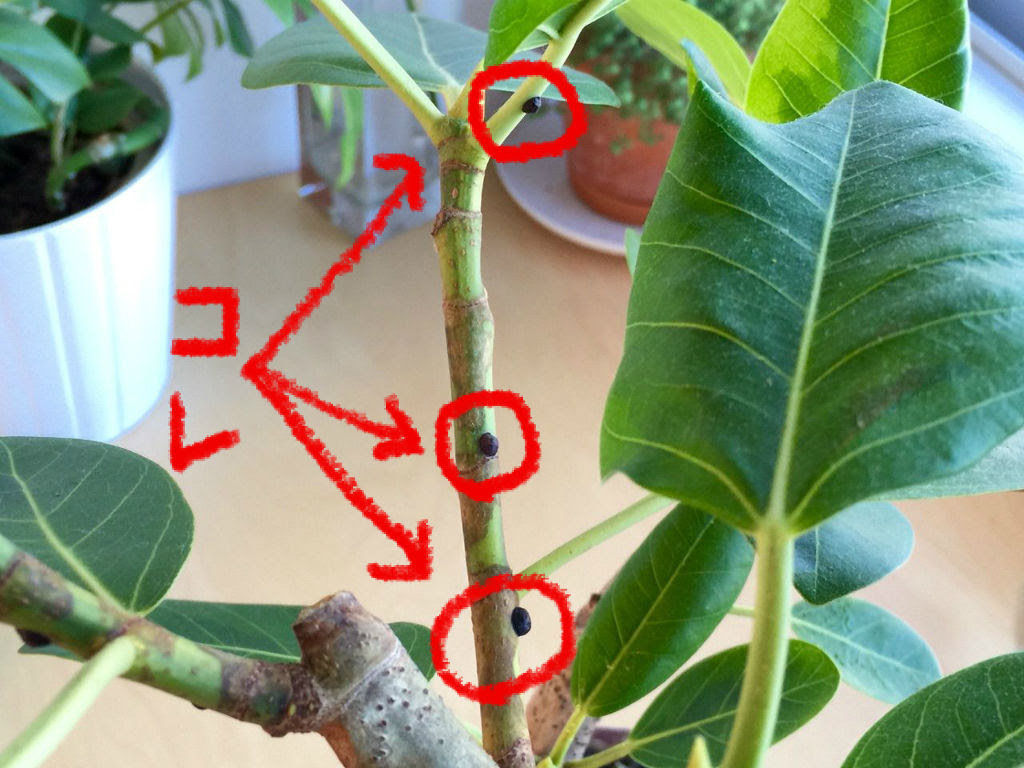 カイガラムシ フィカスアルテシマに黒いブツブツのようなものがついてた ピロピロちゃんねる