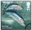 Herring