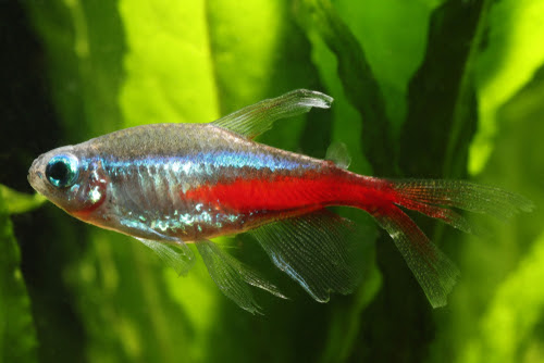 ネオンテトラっていつ寝てるの 夜は暗くした方がいい 熱帯魚 淡水魚 海水魚の図鑑