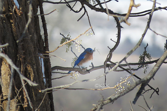 IMG_1621EasternBluebird