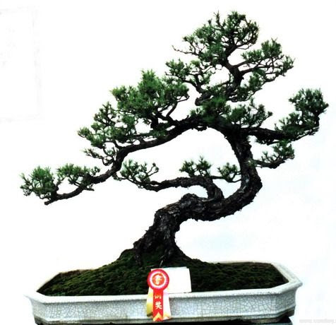 Bonsai Tree Seeds on Pinus Bonsai Bristlecone Pine Seeds Pinus Aristata   Zhong Wei