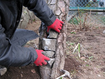 樹木治療セット 樹木復元ねんど