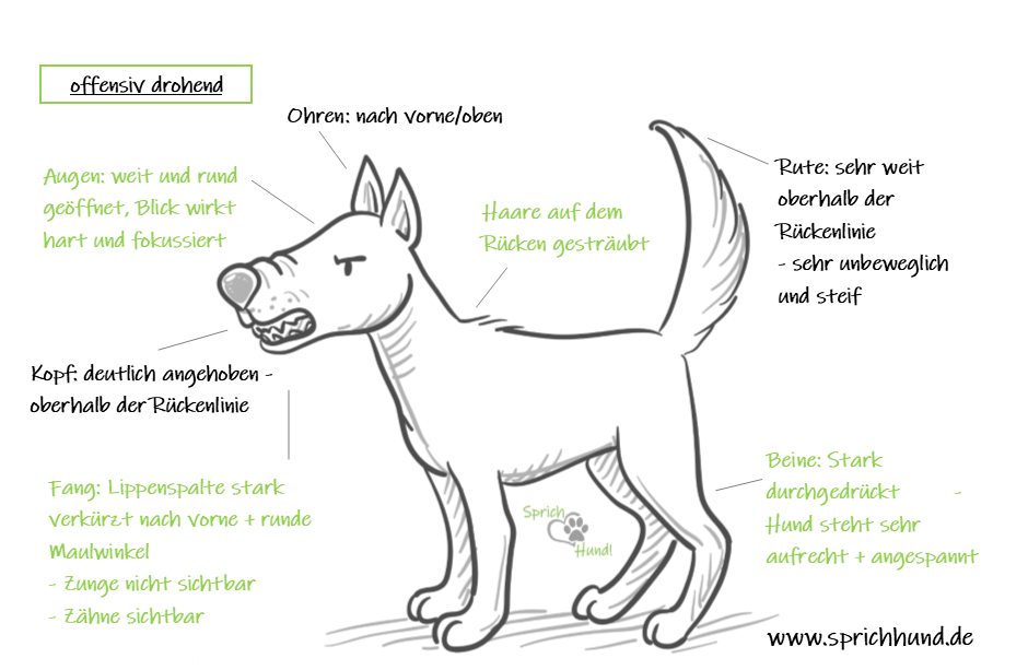 Sprich Hund!