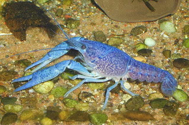 フロリダ ブルー