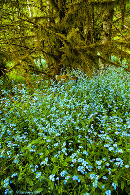 Flowering Rain Forest