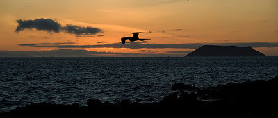 Galapagos: North Seymour Island