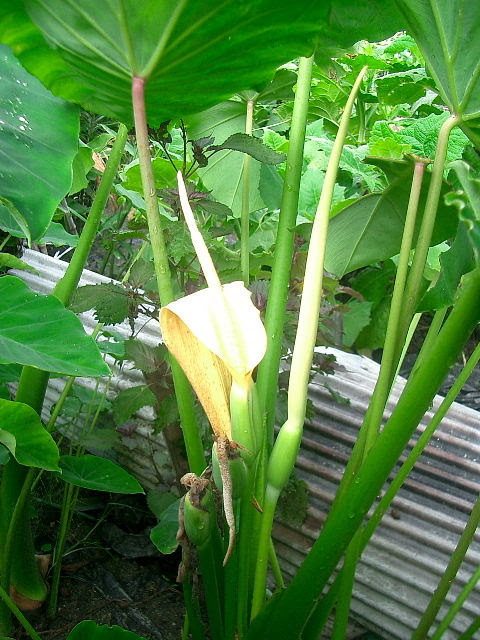 サトイモの花が咲きました 大阪 交野もついに熱帯地帯に