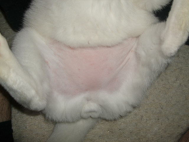 3匹のねこ １匹デブ お腹がはげて