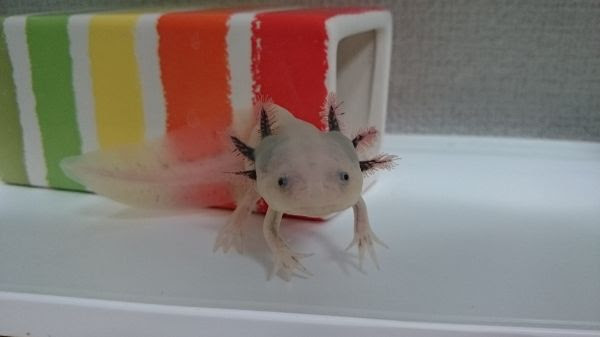 リューシスティックの特徴は ウーパールーパー飼い方ガイド