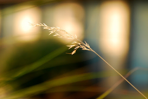 Golden Grasses by Sandee4242