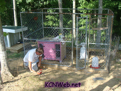 Keeping Chickens Newsletter
