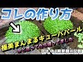 最高のコレクション 水草 増やし方 メダカ 285438-水草 増やし方 メダカ