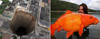 (L-R) A  sinkhole covers a street intersection in downtown Guatemala City. (AP Photo/Guatemala's Presidency, Luis Echeverria); Goldfish (Raphael Biagini)
