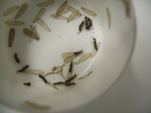 ヤマトシロアリの羽アリを確認 広島県薬業が運営しているシロアリ対策室
