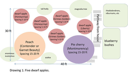 fruit tree planning 1