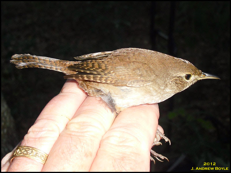 House Wren