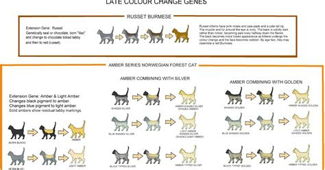 Dark yellow, it may signal dehydration in cats. color of healthy cat urine cat meme stock pictures and photos