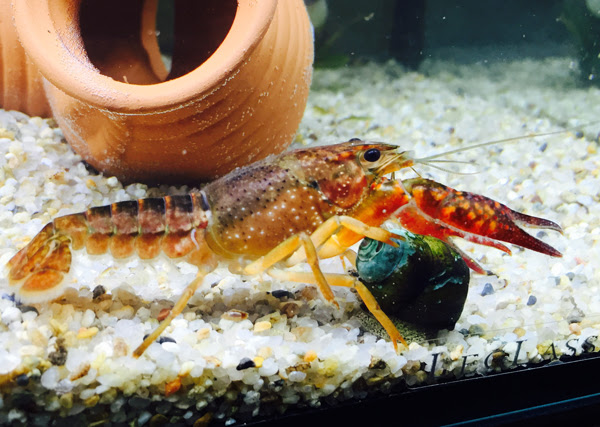 アメリカザリガニを青くするには 生き物マスター