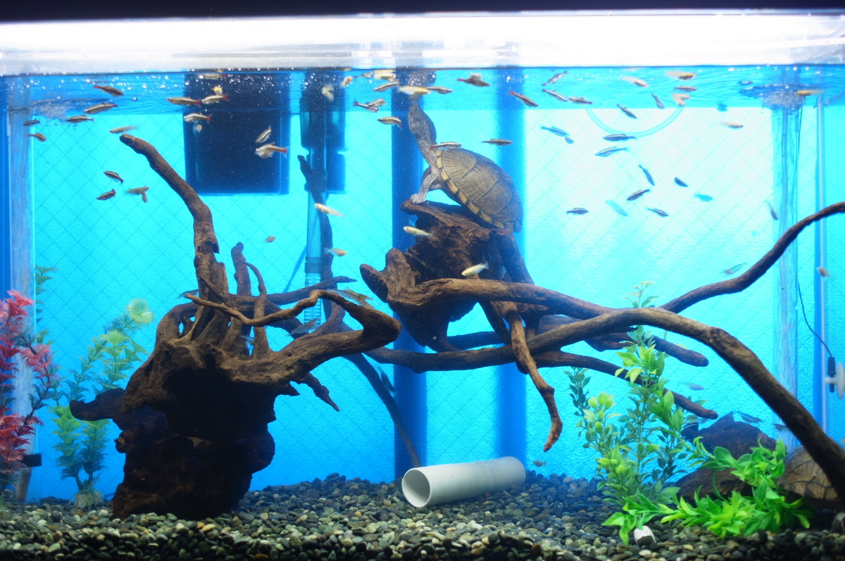 カメ水槽レイアウト 金魚と温泉とワイン