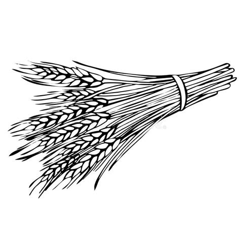 sketch sheaf  wheat stock vector illustration