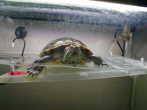 亀の楽園 飼育環境紹介 陸地